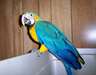 Adorable baby Macaw parrots And Fertile Eggs - photo 1