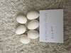 Fertile macaw, african grey and cockatoo eggs - photo 1