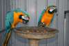 Talkative macaw parrots and fertile eggs for sale