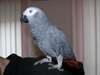 African grey and macaw fertile eggs for sale