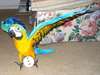 Macaw baby parrots and fertile eggs for sale - photo 1