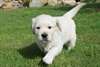 Donne chiot Golden Retriever male