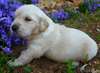 adorable chiot Golden retriever de pure race