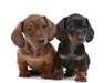 adorables chiots Teckel pour adoption