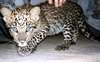 Baby Cubs and Cheetah for sale - photo 1