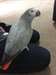 African Grey Parrots maintenant pr&#234;t &#224; se d&#233;placer - photo 1