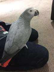 African Grey Parrots maintenant pr&#234;t &#224; se d&#233;placer