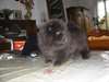 Superbes chiots chowchow à réserver
