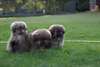 pekingnese disponible