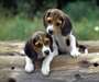 adorables chiots Beagle pour adoption