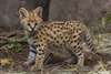 We have serval, Savannah , Ocelot and Bengal kitte - photo 1