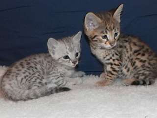Temos serval, Savannah, Ocelot e Bengala gatinhos