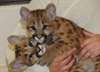 Siberian tigers and Bengal tiger cubs - VoyF