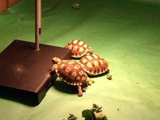 Et Aldabra tortue sulcata &#192; Vendre Elles sont en t