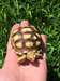 mignon et adorable soulevé sulcata , Hemann , de R