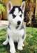 Doux chiots Husky sibérien