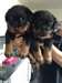rottweiler de race pure