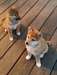 Chiots shiba inu