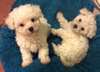 chiots très doux Bolognese