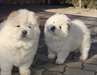 AKC enregistré Chow Chow chiots à vendre