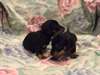 pur2 mini chiots teckel à vendre  2 mini Dachshund