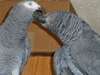 2Perroquets gris africains douce et belle &#224; vendre - photo 1
