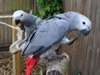 Talking African Grey parrots