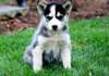 Magnifiques chiots Husky sibérien