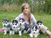 Magnifiques chiots husky de Sibérie
