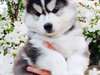 Magnifiques chiots Husky sibérien bleu Eyes