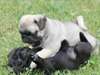 Chiots M / F Pug pour Adoption