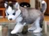 ainsi former chiots Husky de Sibérie