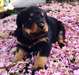 chiots rottweiler