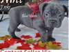 Les chiots Bleu Brindle Bouledogue français
