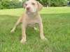 Chiots Pit Bull Terrier &#224; vendre - photo 1