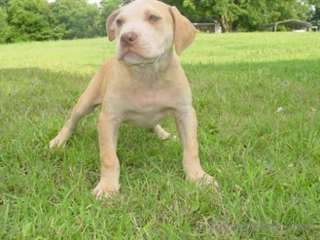 Chiots Pit Bull Terrier &#224; vendre