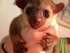 Bébés Kinkajou Mignon à vendre