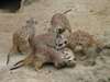 One young pair of meerkat (Suricata suricatta) to