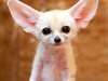 Adorable Fennec Fox For Home Sale