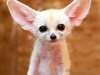 Adorable Fennec Fox For Home Sale - photo 1