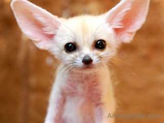 Adorable Fennec Fox For Home Sale