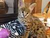 African Serval Available - photo 1