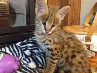 African Serval Available