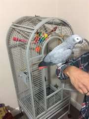 African Grey Parrots Ready Now to move in a new f