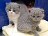 jolis petits chatons British Shorthair pour Adopti