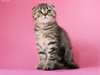 Magnifique Scottish Fold Kitten Hasan &#224; vendre - photo 1