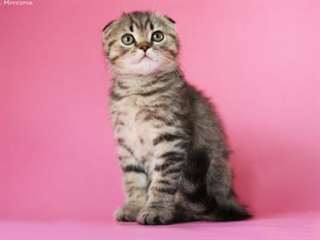 Magnifique Scottish Fold Kitten Hasan &#224; vendre