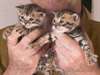 chatons mignons bengal pour adoption - photo 1