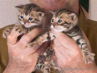 chatons mignons bengal pour adoption