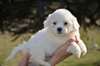 A donner chiot type coton de tulear